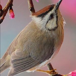 Meet your Posher, Rose